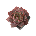 Echeveria Roman