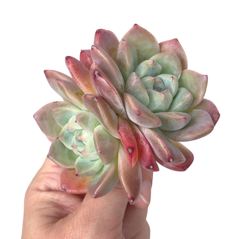 Echeveria Alba Beauty, Original Type