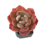 Echeveria Glam Pink