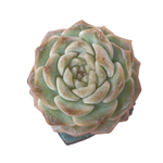 Echeveria Pure Love