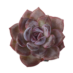 Echeveria Odette