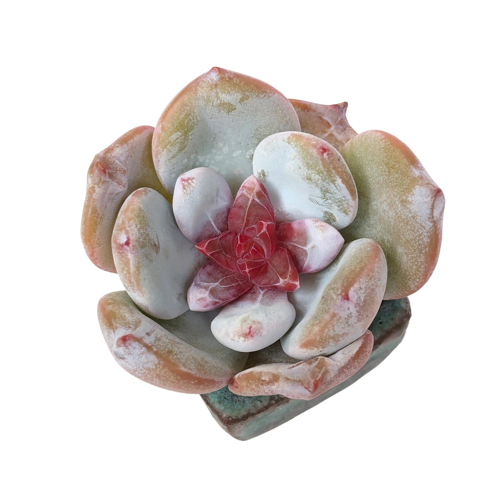 Echeveria Trumso