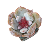 Echeveria Trumso