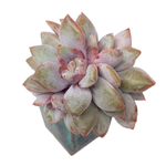 Echeveria German Champagne, Cluster