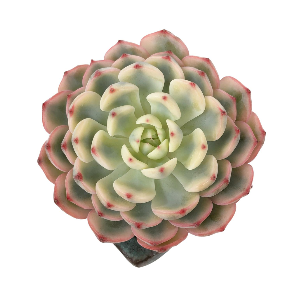 Echeveria Minima, Variegata