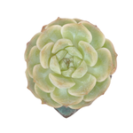 Echeveria Pure Love