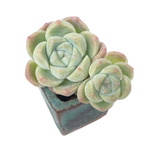 Echeveria Alba Beauty, Double