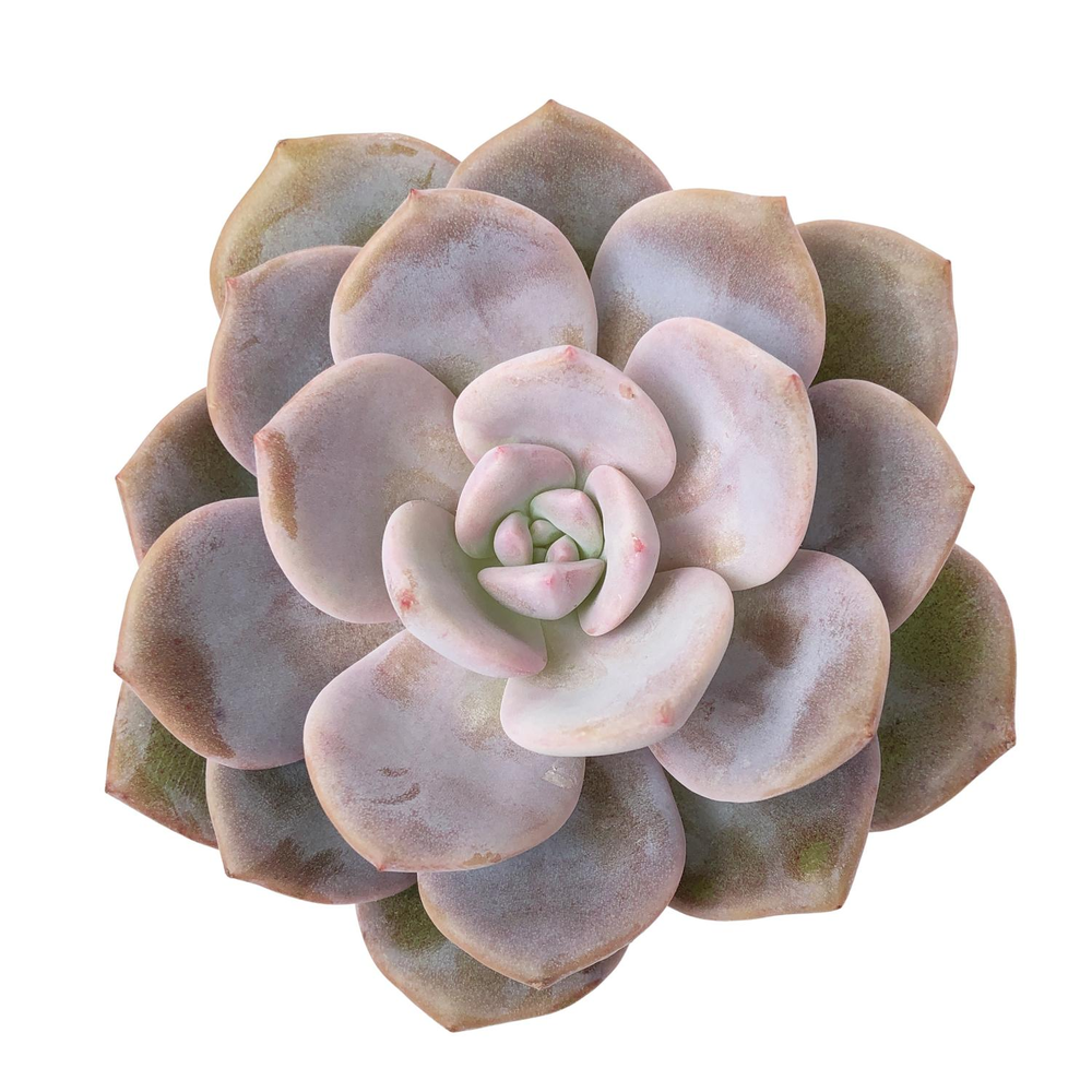 Echeveria La Bamba