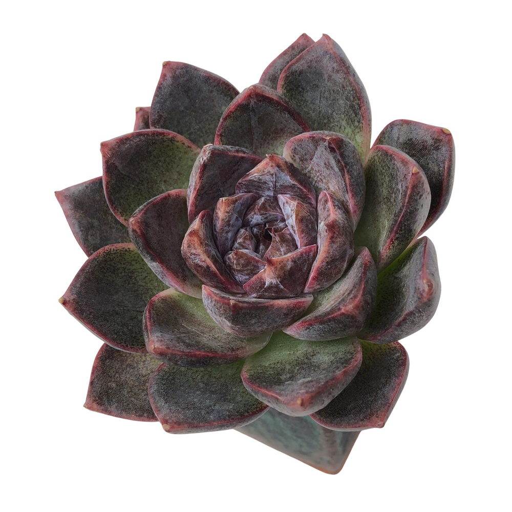 Echeveria White Soul