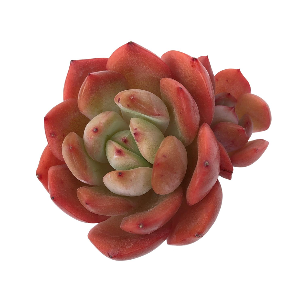 Echeveria Glam Pink