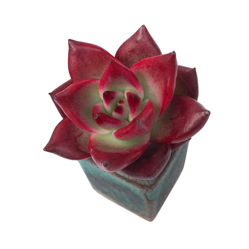 Echeveria Agavoides Super Ocean