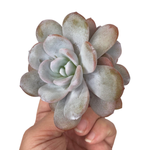 Echeveria Laui, Double