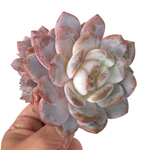 Echeveria Orange Monroe, Large, Mature Crest