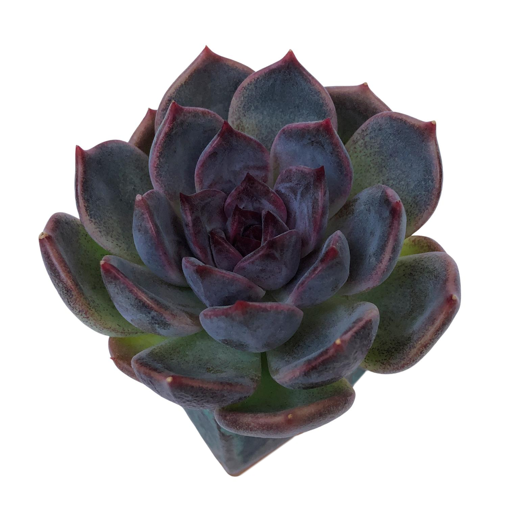 Echeveria Dark Chocolate