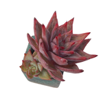 Echeveria Red Dragon