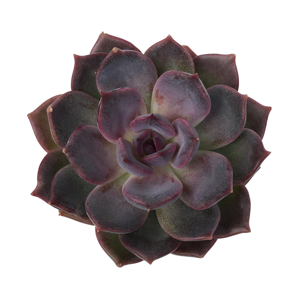 Echeveria Odette