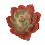 Echeveria Glam Pink