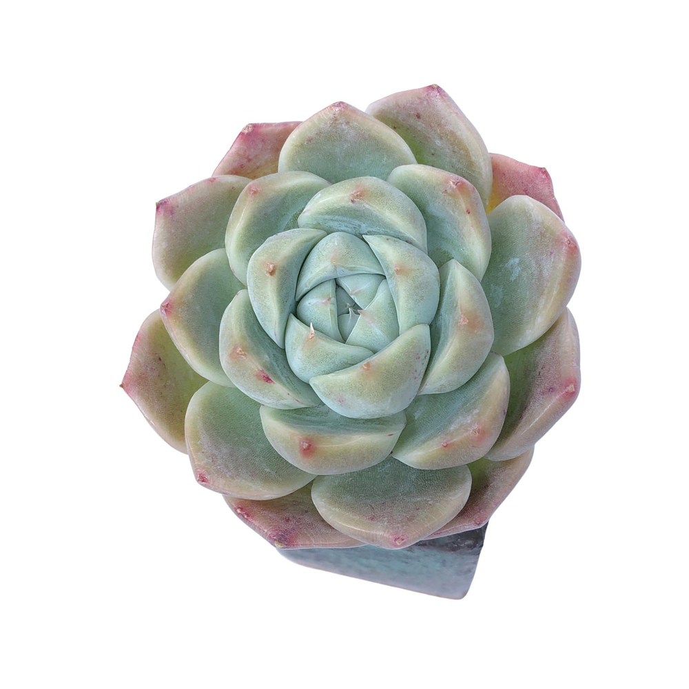 Echeveria Ice Green Hybrid