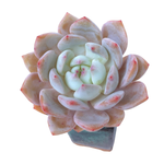 Echeveria Hoshikage