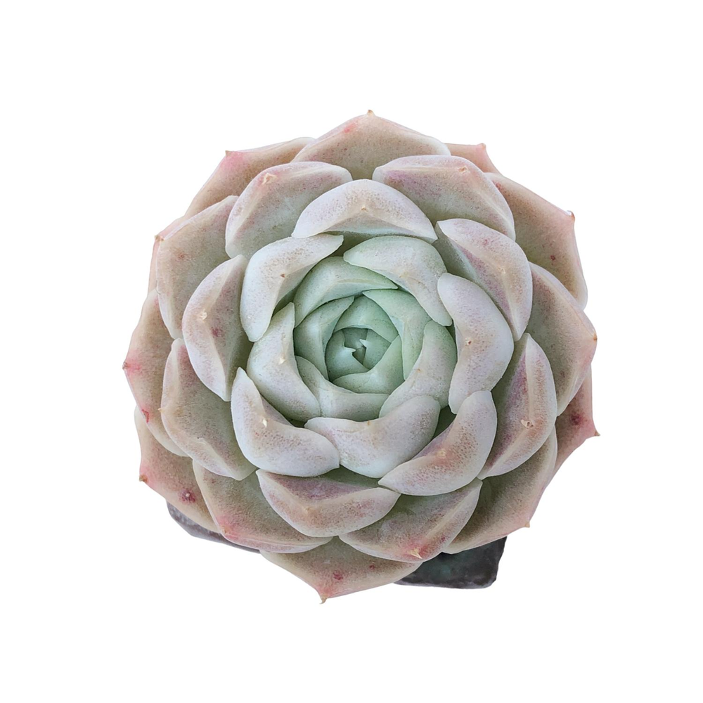 Echeveria Ice Rose