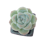 Echeveria Alba Beauty