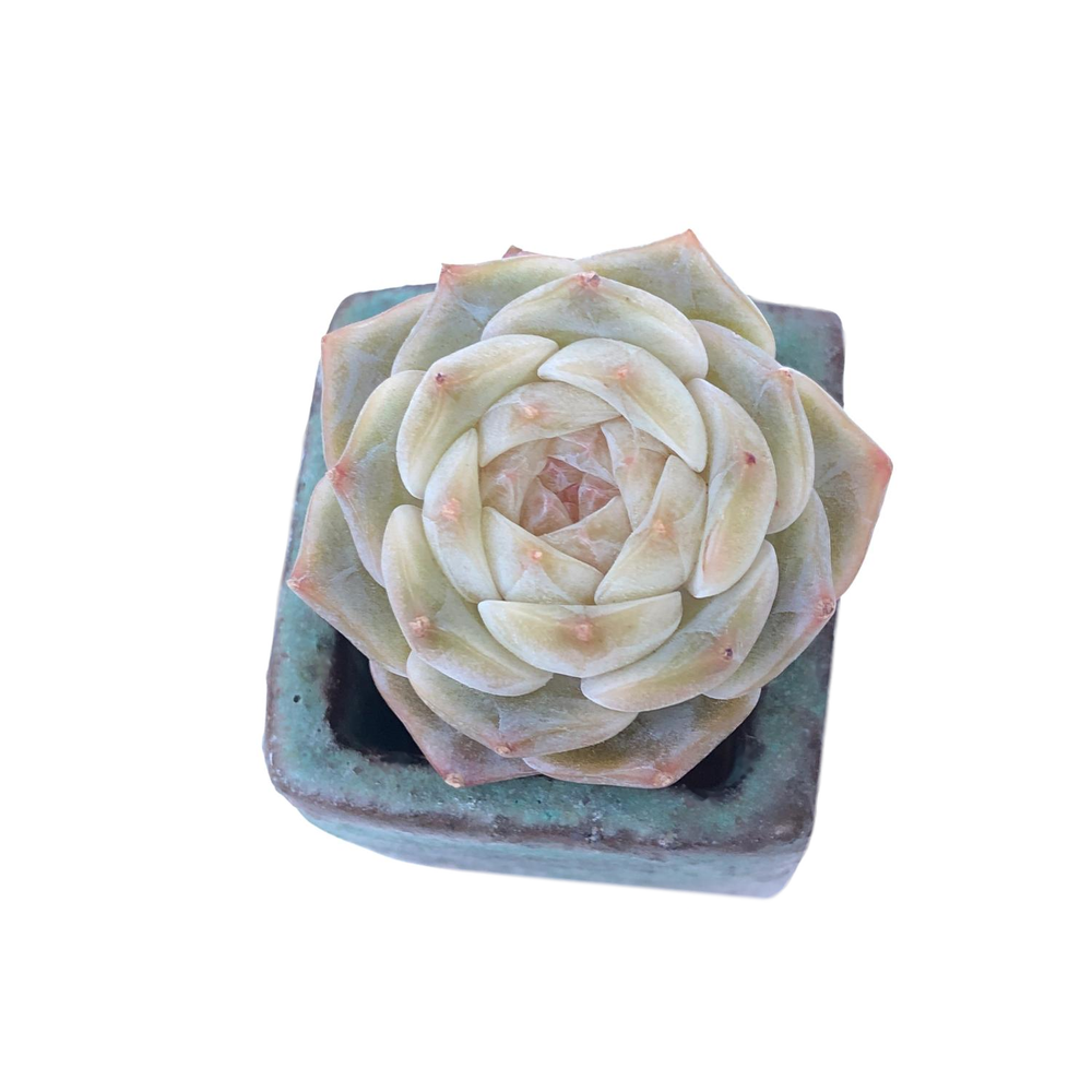 Echeveria Sp.