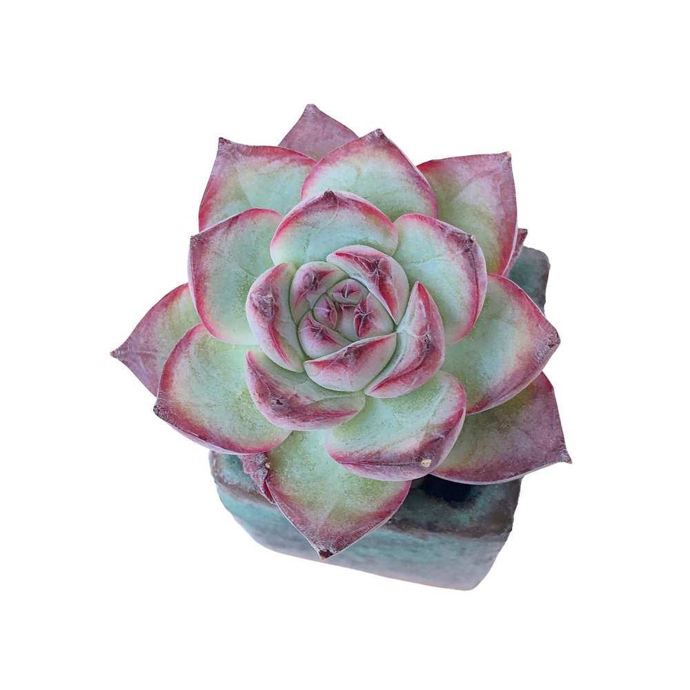 Echeveria Korokki