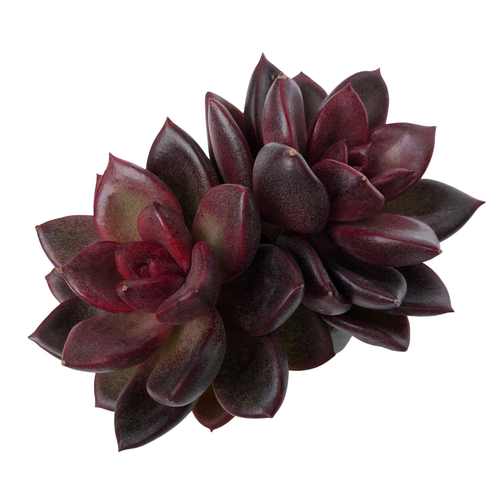 Echeveria Pine Rose