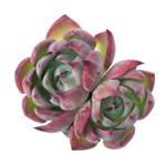 Echeveria Casio, Double