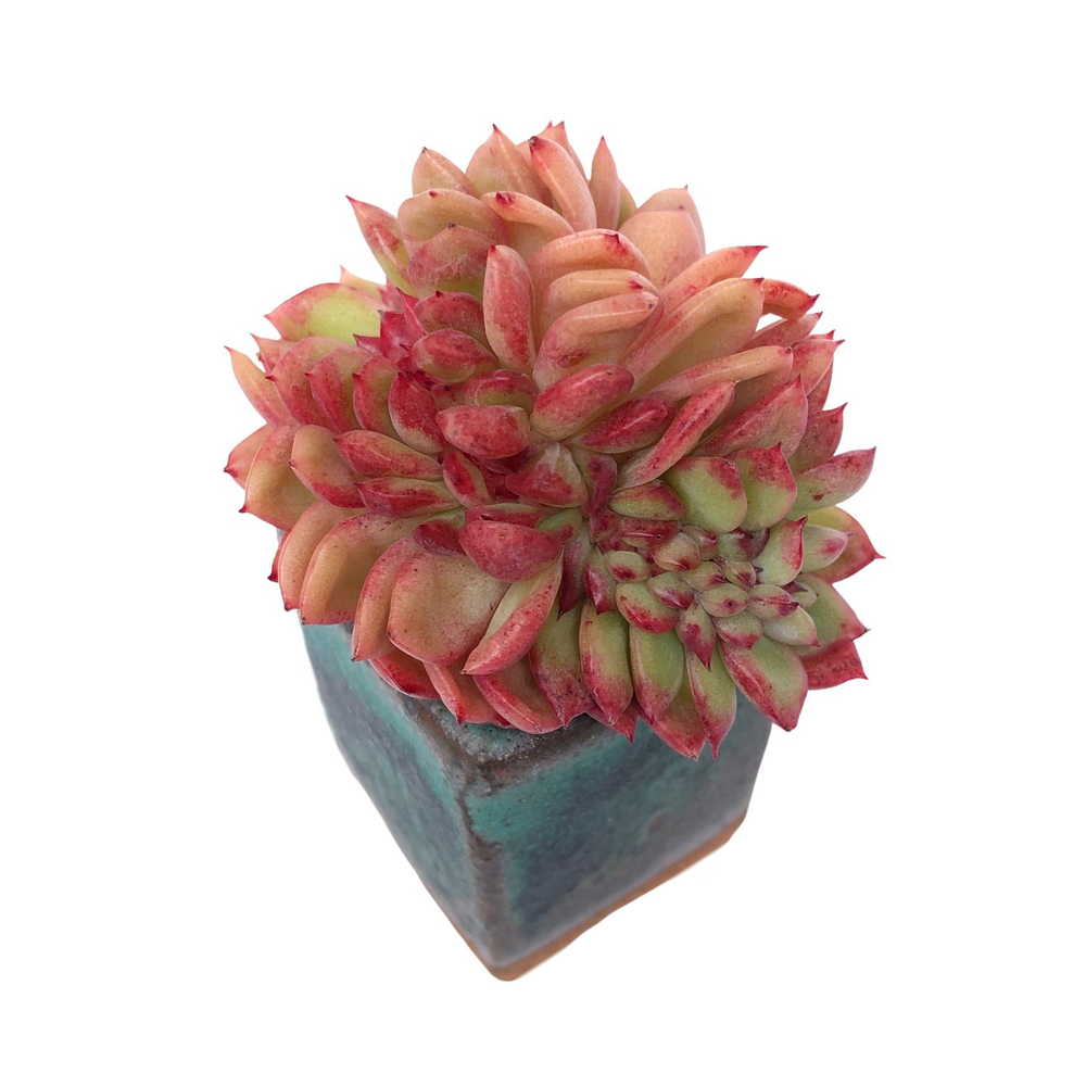 Echeveria Siren, Cristata