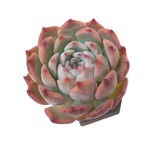 Echeveria Keralean