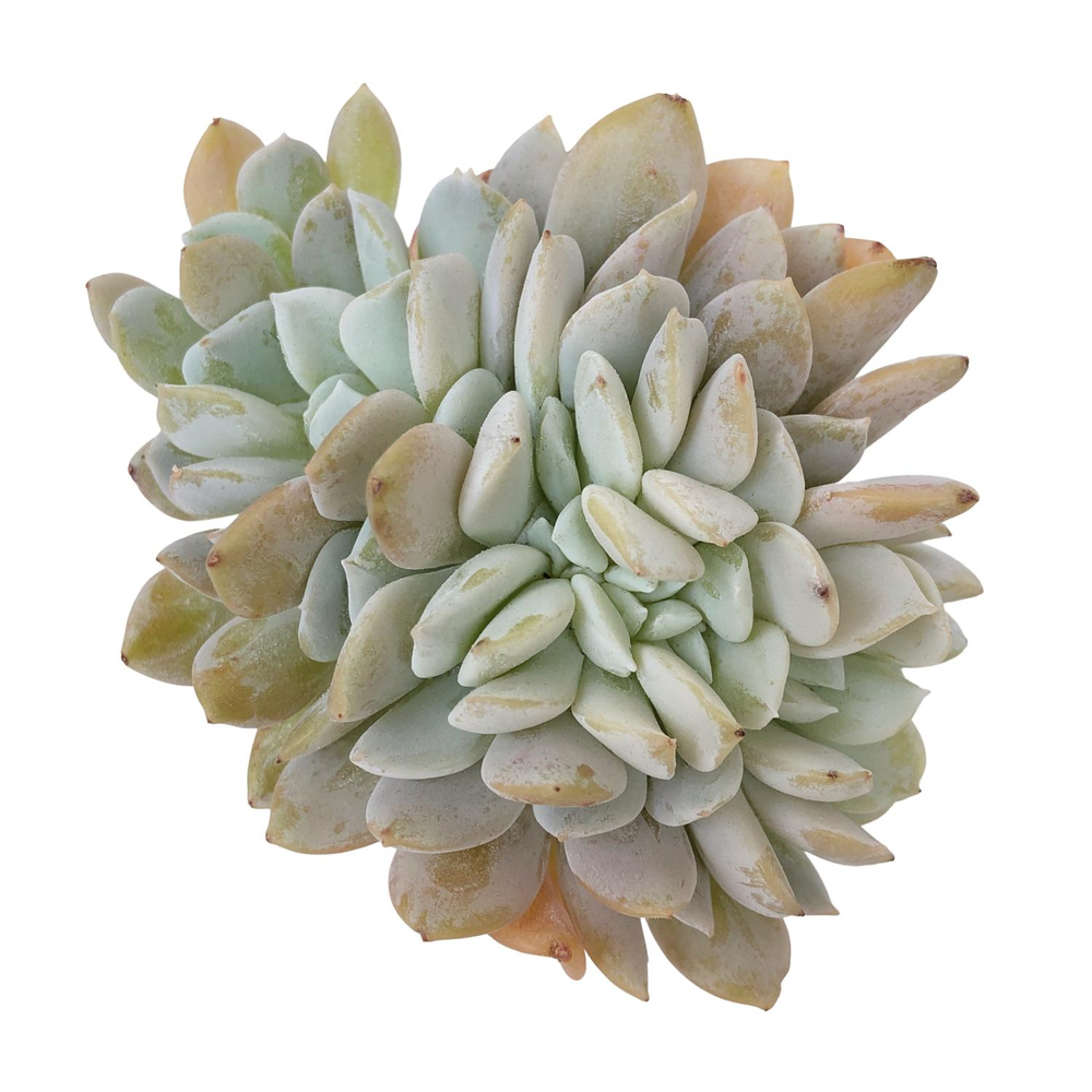 Echeveria Sp. Cristata