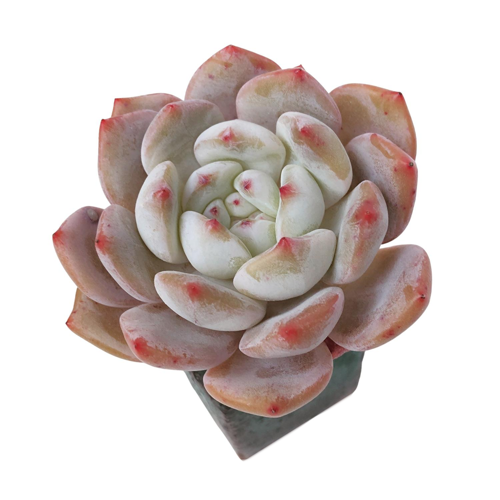 Echeveria Hoshikage