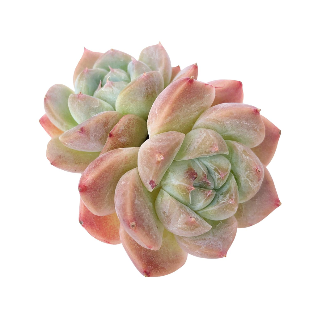 Echeveria Alba Beauty