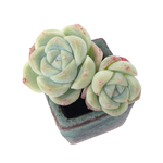 Echeveria Alba Beauty, Double