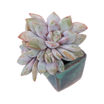 Echeveria German Champagne, Cluster