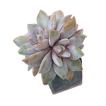 Echeveria German Champagne, Cluster