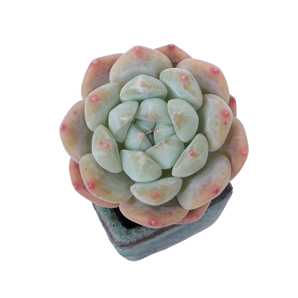 Echeveria Phantom of the Pink