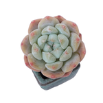 Echeveria Phantom of the Pink