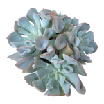 Echeveria Pig Nose Cluster (Please Read)