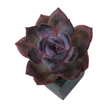 Echeveria Odette