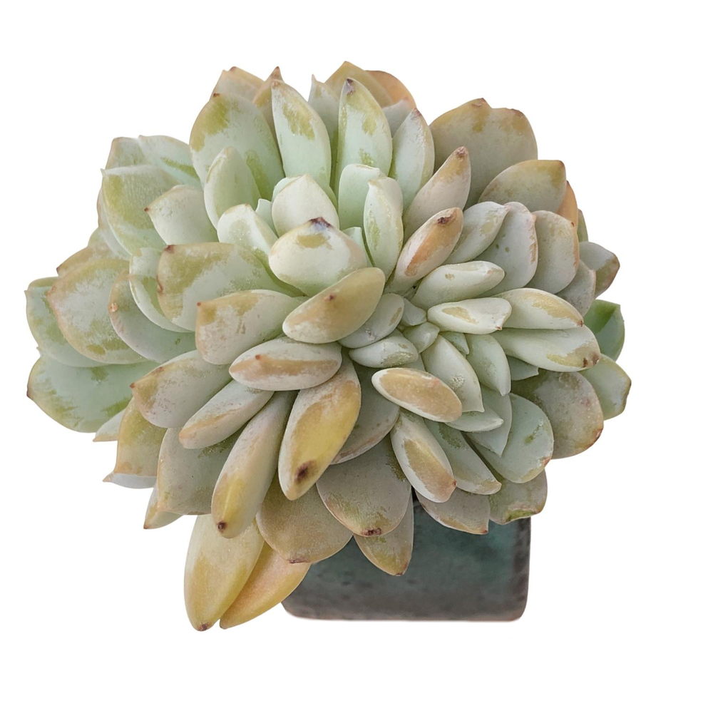 Echeveria Sp. Cristata