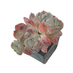 Echeveria Primera