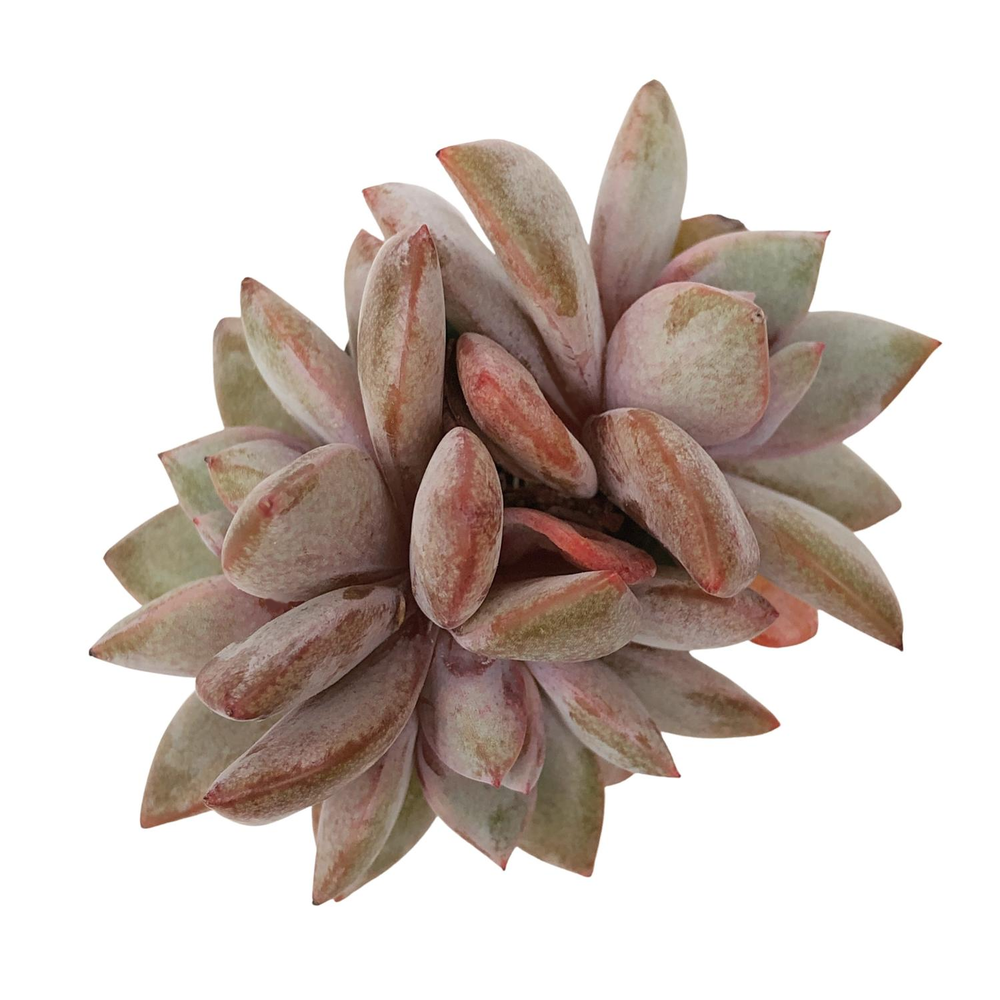 Echeveria German Champagne, Triple