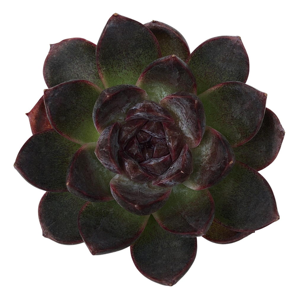 Echeveria White Soul