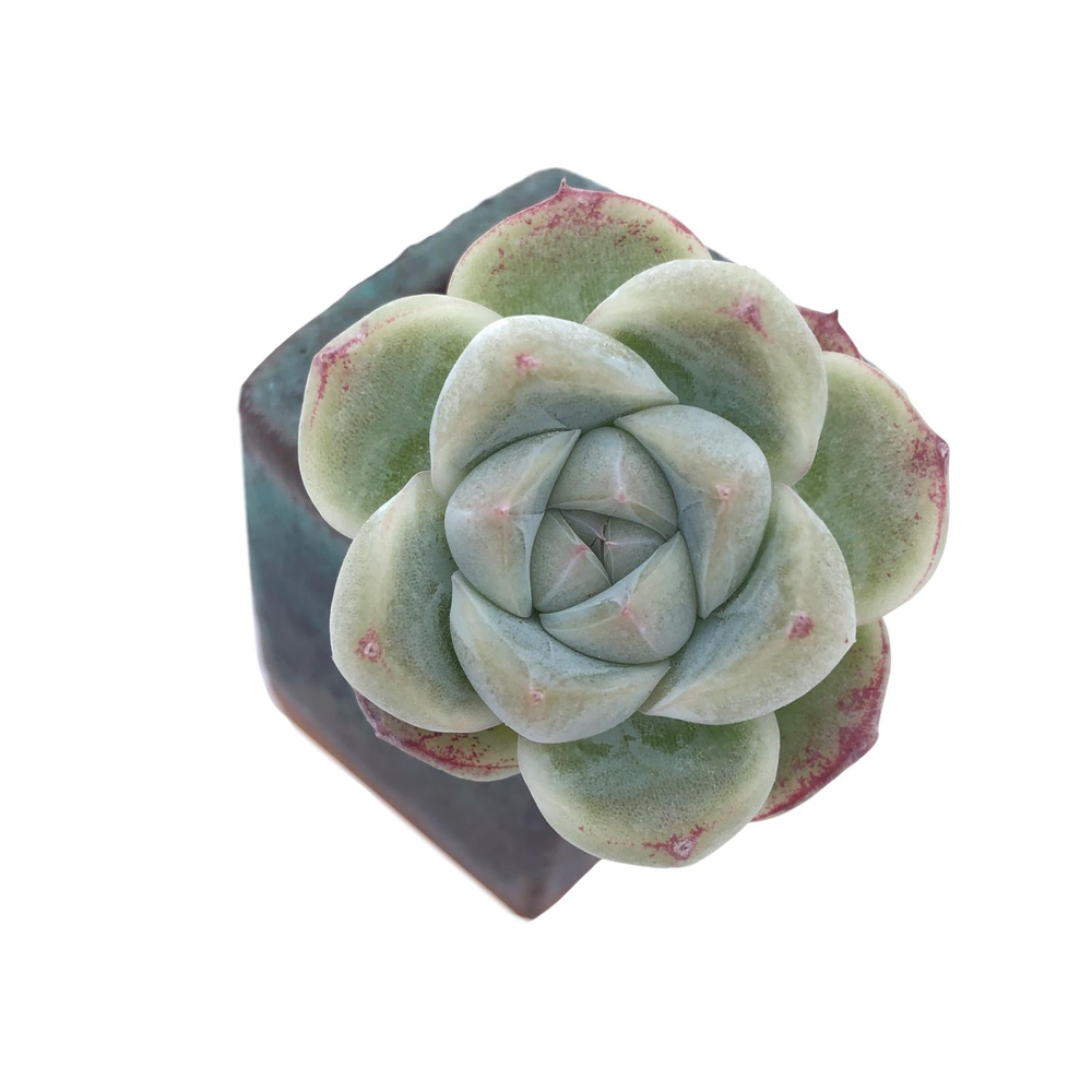 Echeveria Alba Beauty