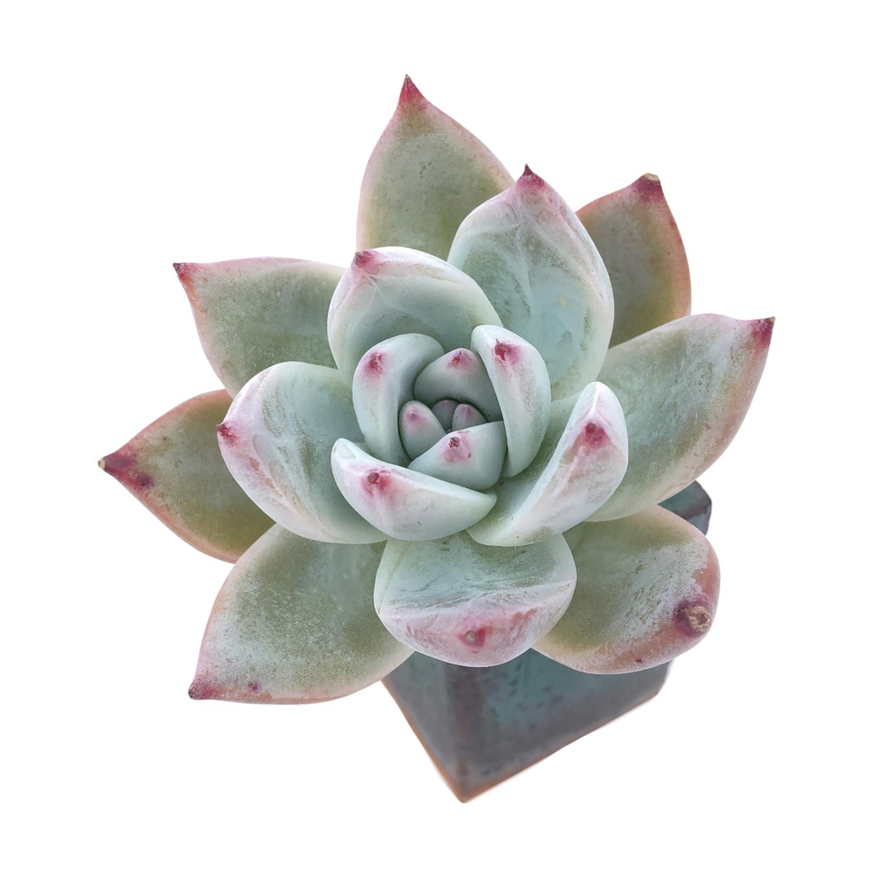 SPECIAL! JUST CART! Echeveria Colorata Hybrid