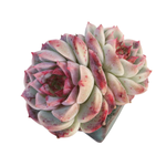 Echeveria Red Velvet, Double