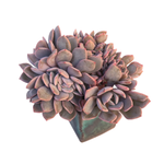 Graptoveria Debbie Cristata