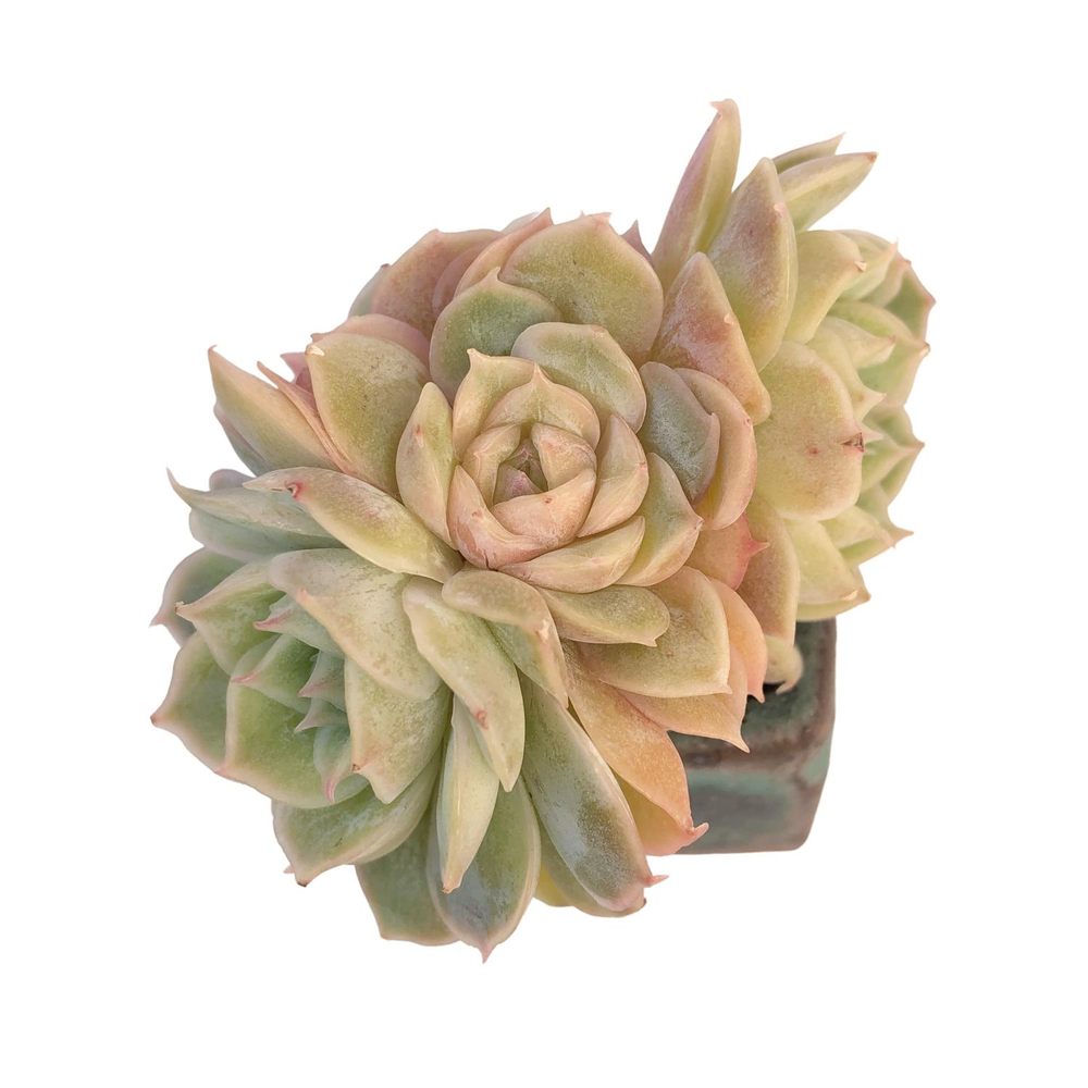 Echeveria Onslow Cluster